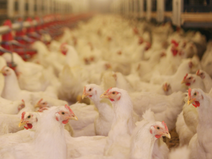 Bétaïne dans les aliments pour volaille （Sain）