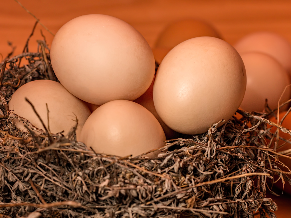 Découverte de la synthèse de la bétaïne méthionine dans les aliments pour poules pondeuses（Santé）