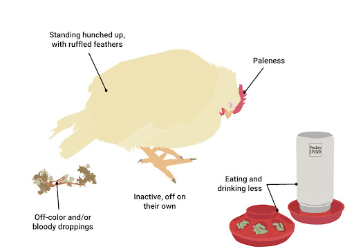 La bétaïne peut résister à la coccidiose du poulet (sain)