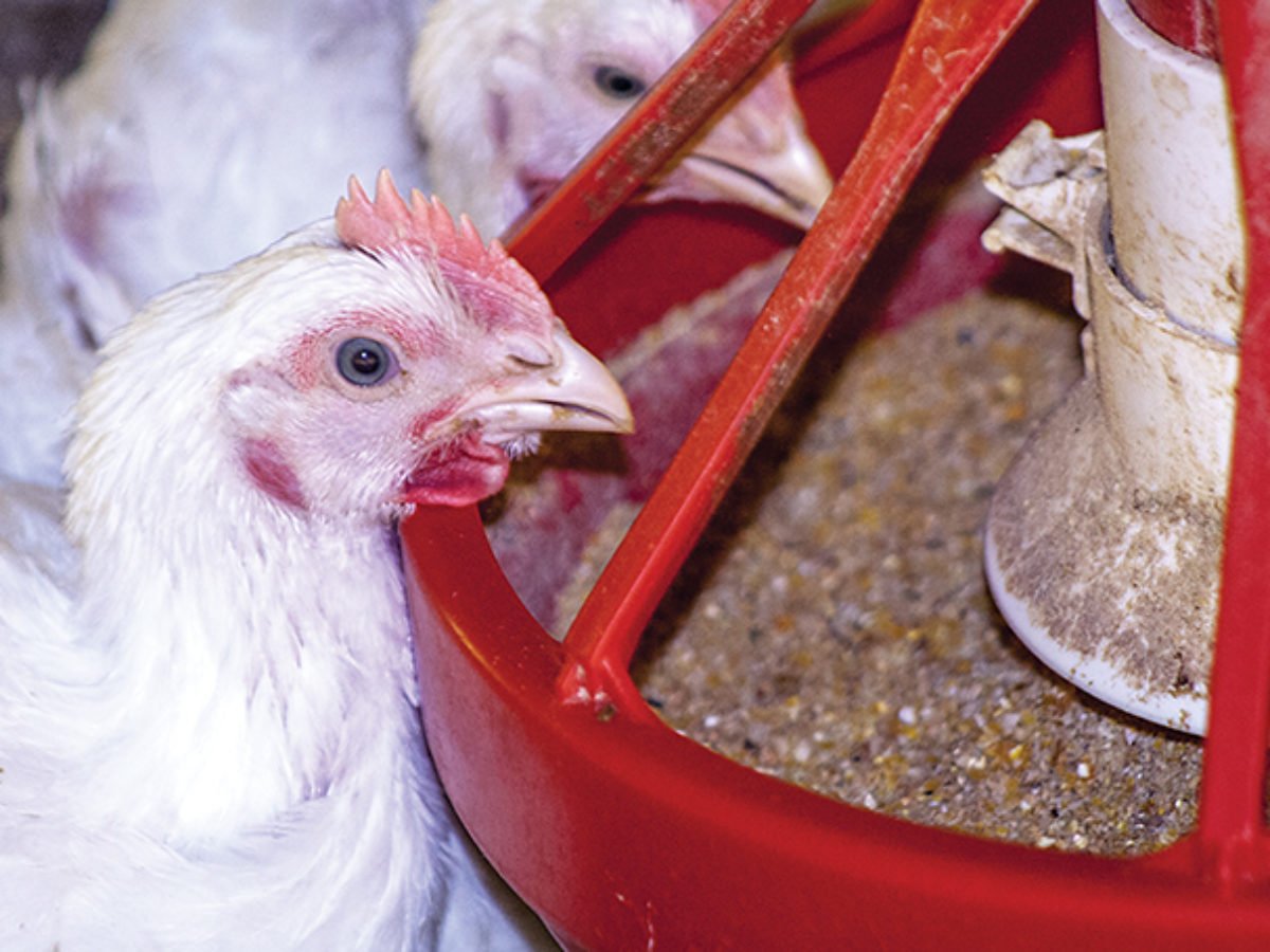 Comment la bétaïne fonctionne-t-elle dans les régimes pour poulets de chair（Sain