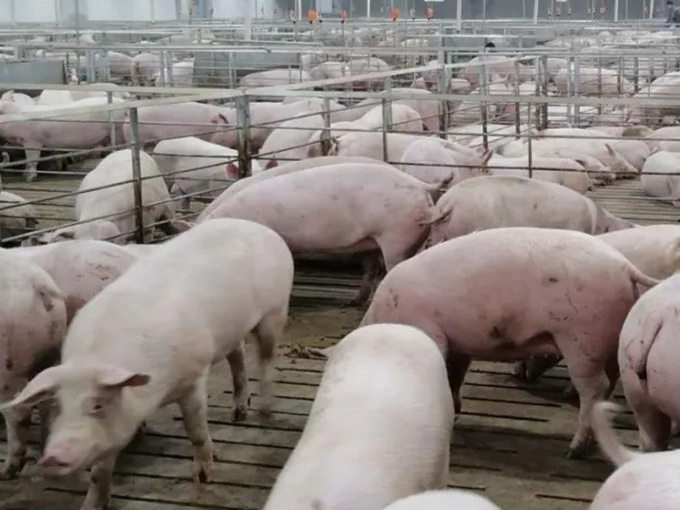 EFFET BÉTANE DANS L'ALIMENTATION POUR PORCS