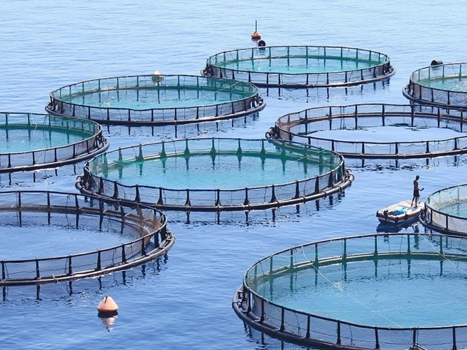 Application de bétaïne dans les aliments aquatiques (sain)