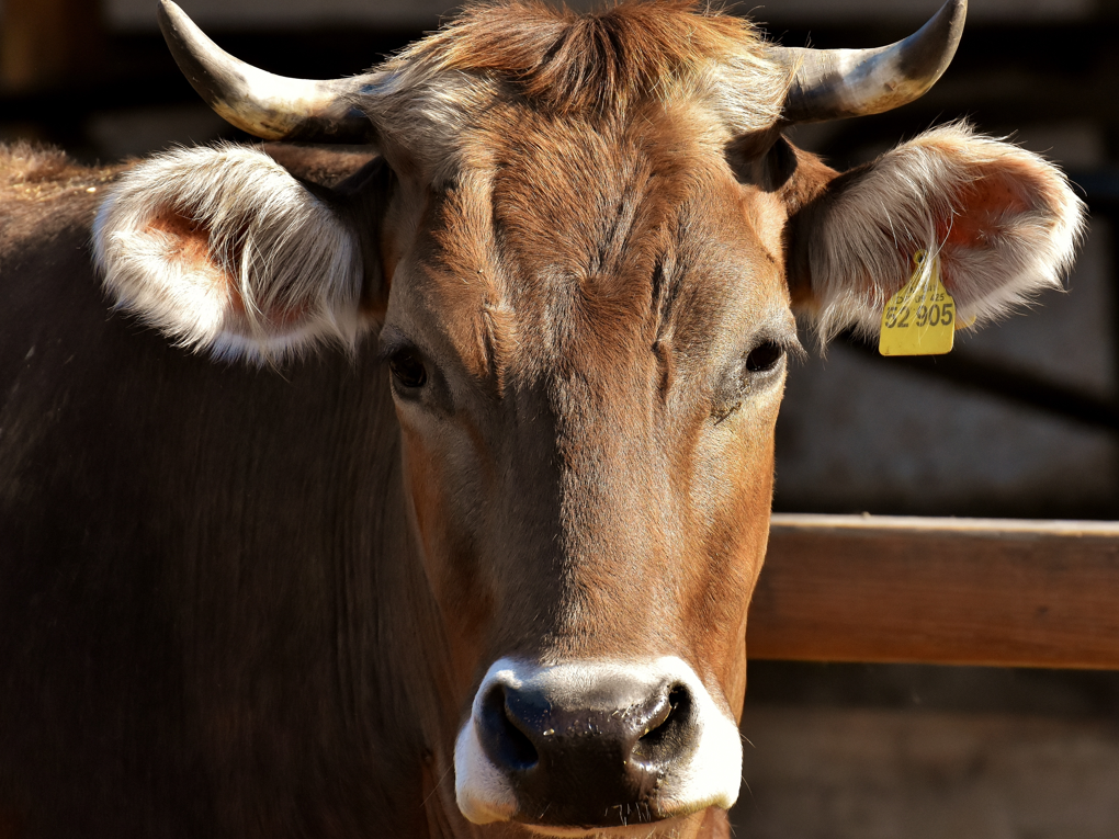 Le rôle de la bétaïne dans l'alimentation bovine