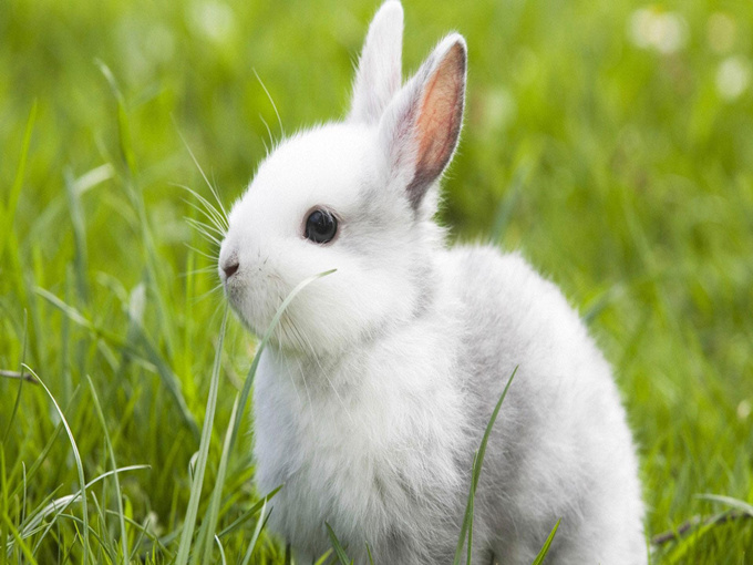 LES BIENFAITS DE LA BETAINE AJOUTEE A L'ALIMENTATION DU LAPIN