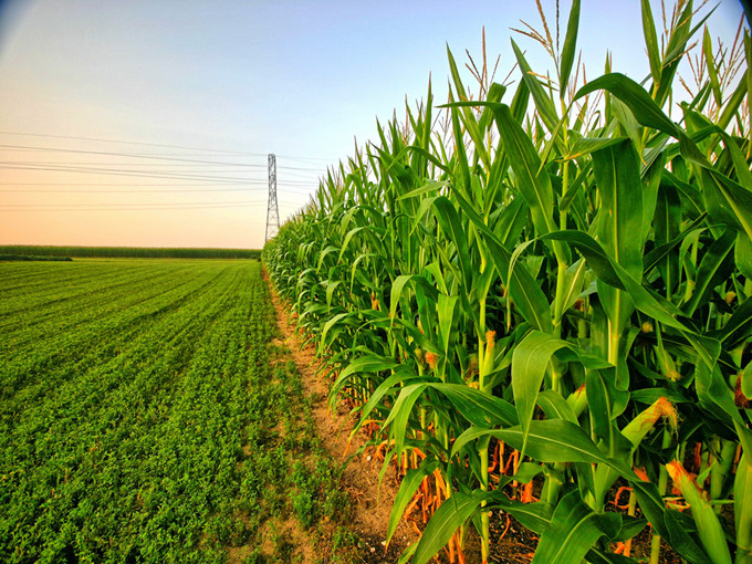 Le mécanisme de la bétaïne sur l'agriculture (Sain)