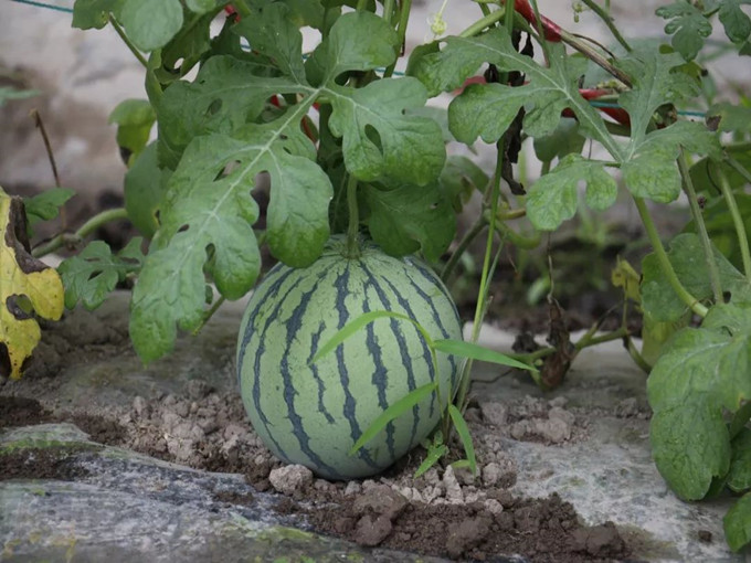 Quelles sont les fonctions de la bétaïne appliquées dans l'agriculture? (Sain)