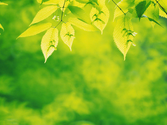 Effet de la bétaïne sur la résistance au stress à basse température chez les plantes (Sain)