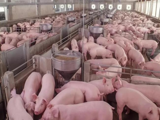 L'UTILISATION DE LA BÉTANE CHEZ LES PORCELETS, LES PORCS D'ENGRAIS ET LES PORCS D'ÉLEVAGE