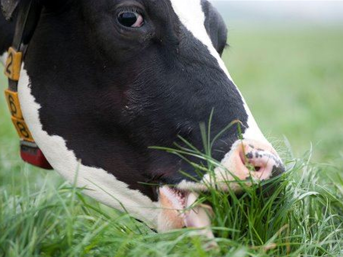 Spectroscopie proche infrarouge pour mieux mesurer la teneur en nutriments de l'herbe (saine)