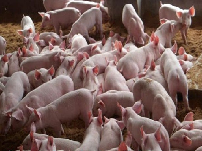 EST-CE QUE LE PORC EST BON QUI AJOUTE DE LA BÉTANE DANS L'ALIMENTATION QUOTIDIENNE ?