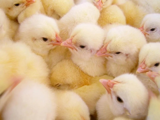 Efficacité de la bétaïne dans l'alimentation (saine)