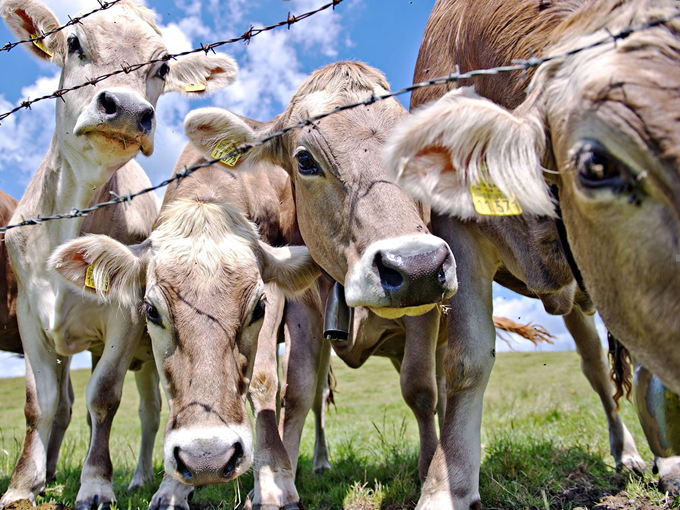 Effets de la bétaïne sur la croissance des bovins de boucherie (en bonne santé)