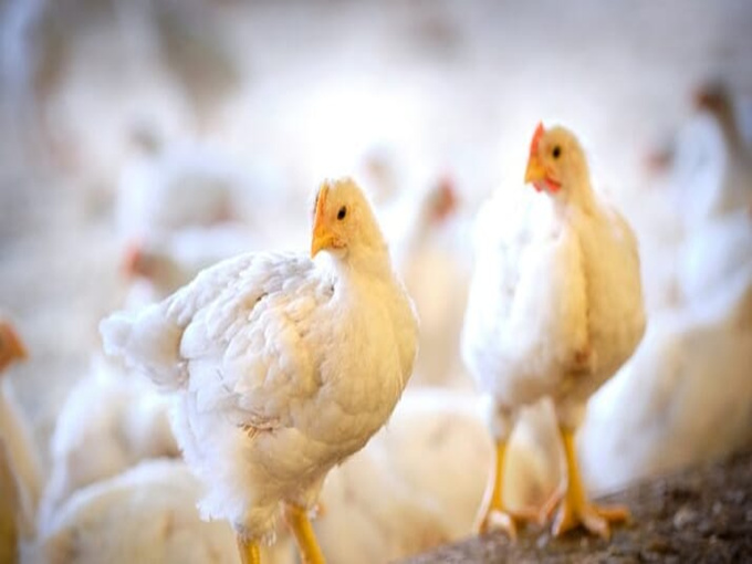 L'ALIMENTATION AVEC DE LA BÉTANE POURRAIT AIDER LA VOLAILLE À RÉSISTER AU STRESS