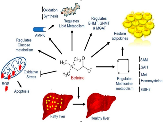L'ajout de bétaïne dans les aliments est bénéfique pour la lipolyse (saine)