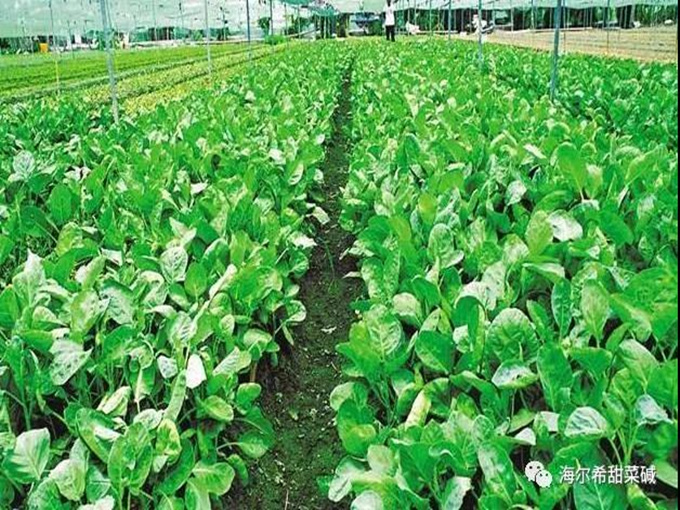 LA BÉTANE PEUT AMÉLIORER LA PRODUCTION AGRICOLE