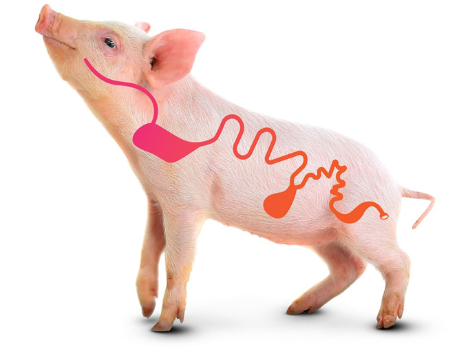 LA BÉTANE COMME ADDITIF ALIMENTAIRE POUR AMÉLIORER LA SANTÉ INTESTINALE