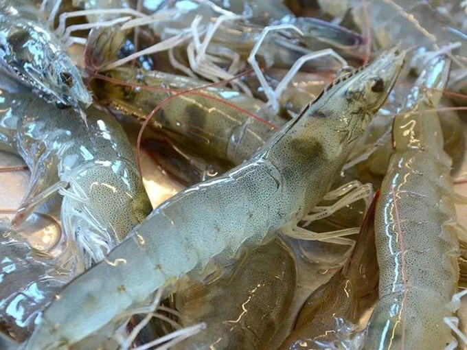 Efficacité attractive de la triméthylglycine dans les produits aquatiques