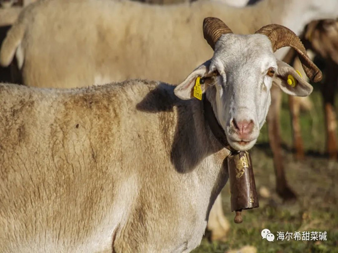 La glycine bétaïne en tant qu'additifs pour ruminants est-elle vraiment utile ?