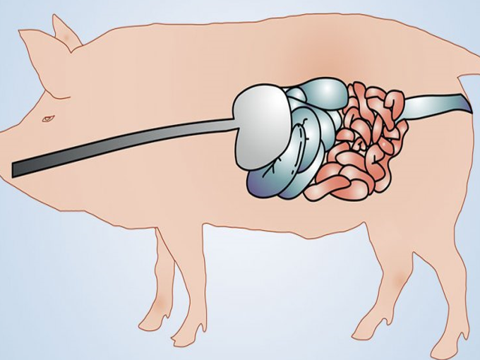 Comment la bétaïne est bénéfique pour l'intestin du porc