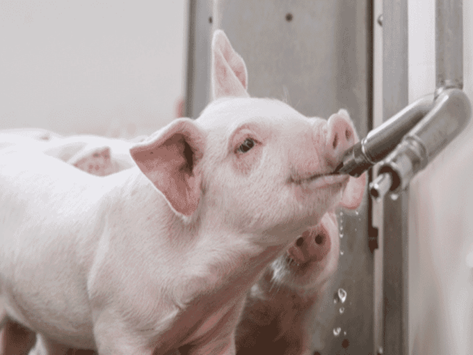 La bétaïne a-t-elle pour fonction de prévenir la déshydratation du corps ?