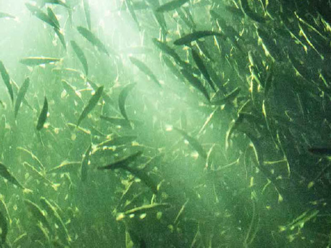 L'effet de l'ajout de bétaïne dans les aliments aquatiques est-il bon ?