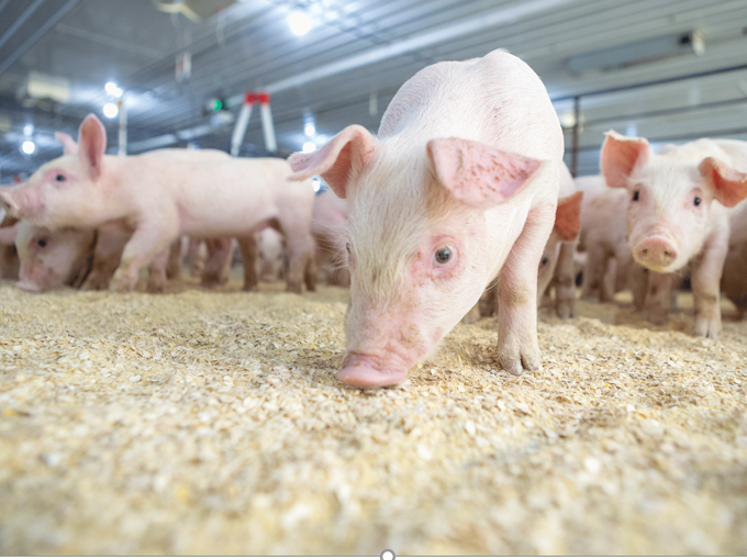 Comment la bétaïne régule-t-elle les graisses dans l'alimentation（Santé）