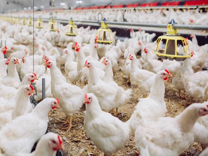 Effet bétaïne dans les aliments pour volaille