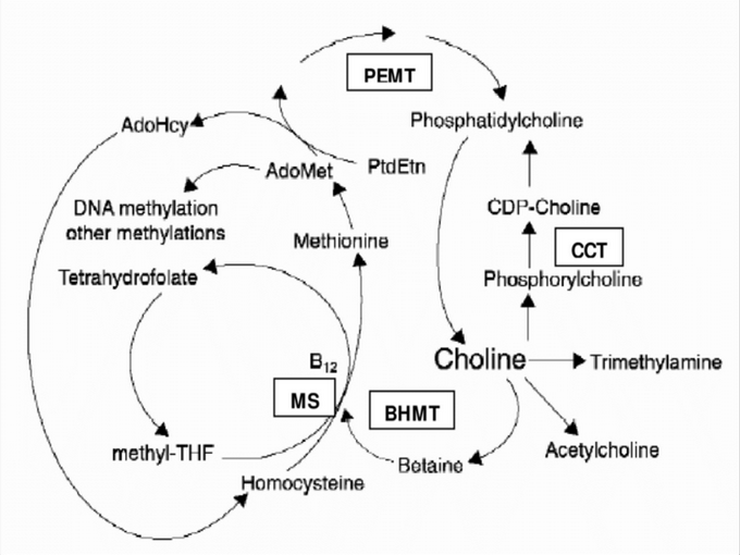 Relation entre la bétaïne et la vitamine (sain)