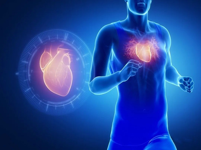 Les fonctions de la L-carnitine