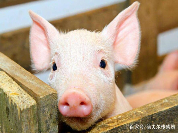 Effets nutritionnels de la bétaïne sur les animaux