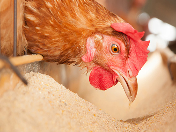 Les bienfaits du chlorure de choline ajouté à l'alimentation animale